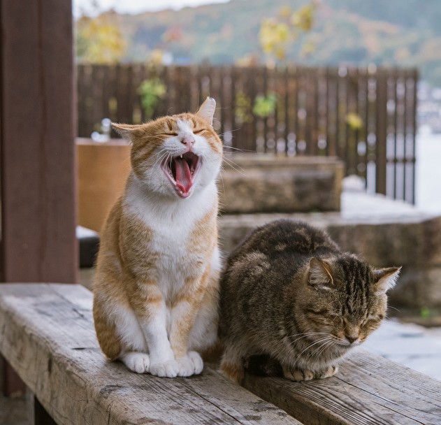 日本猫