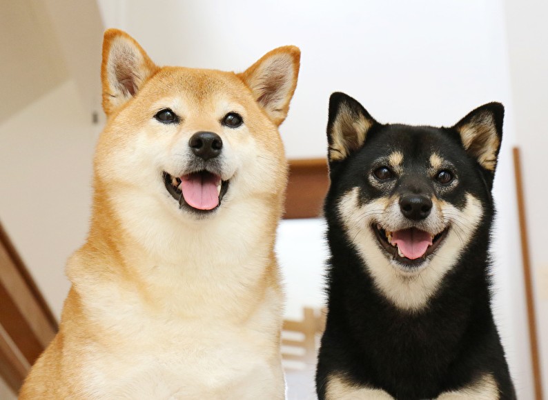 柴犬