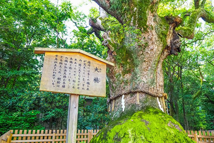熱田神宮の大楠。樹齢千年を超える御神木