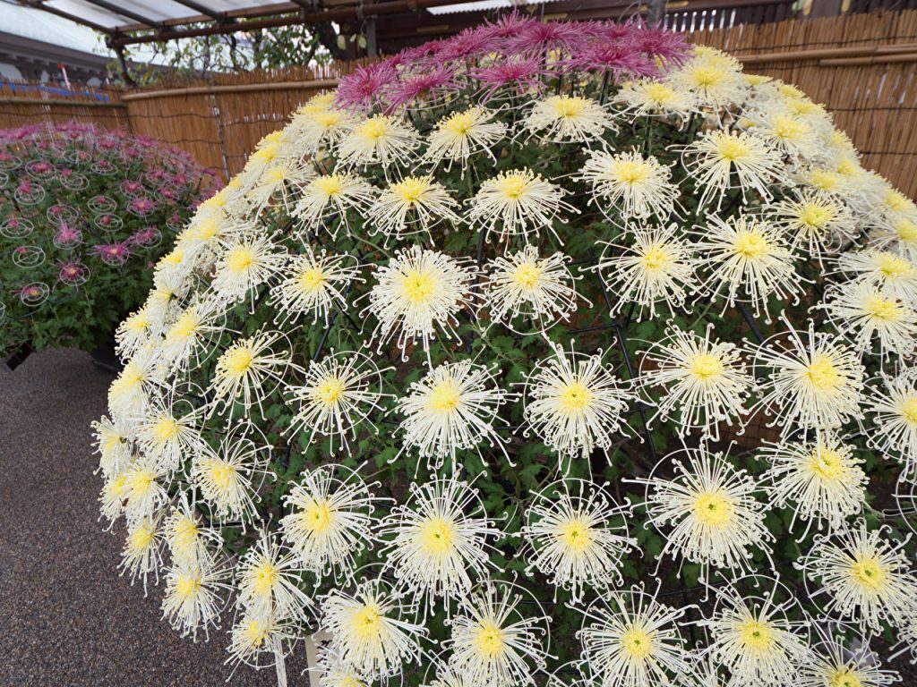 千輪咲（せんりんざき）」、湯島天神, 菊まつり, 文京菊まつり, 東京イベント, 秋の花, 社内報ネタ, 広報ブログ