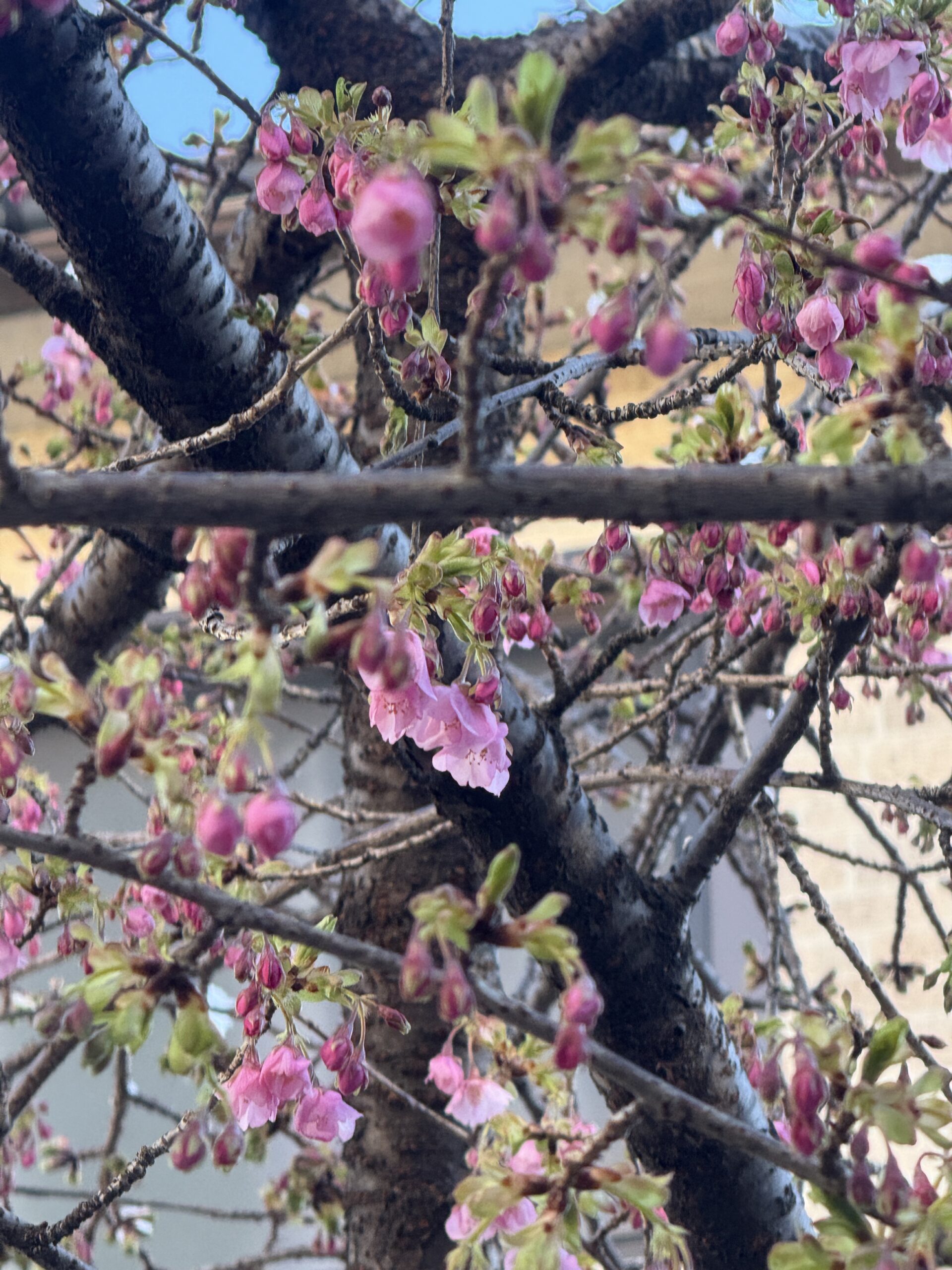 咲き始めの河津桜のつぼみと花(USS駐車場の一本桜）