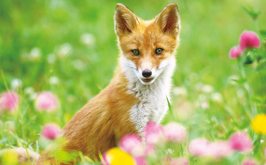 ペットのカレンダー屋さん 犬 猫 動物の2021年名入れカレンダーはおまかせ